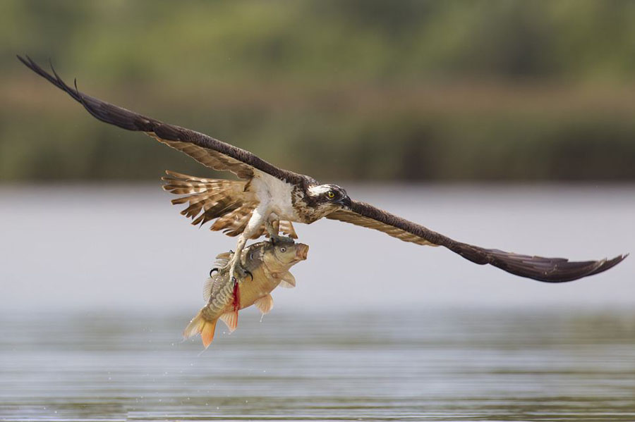 鲤鱼被捕获瞬间大张嘴巴神情惊讶