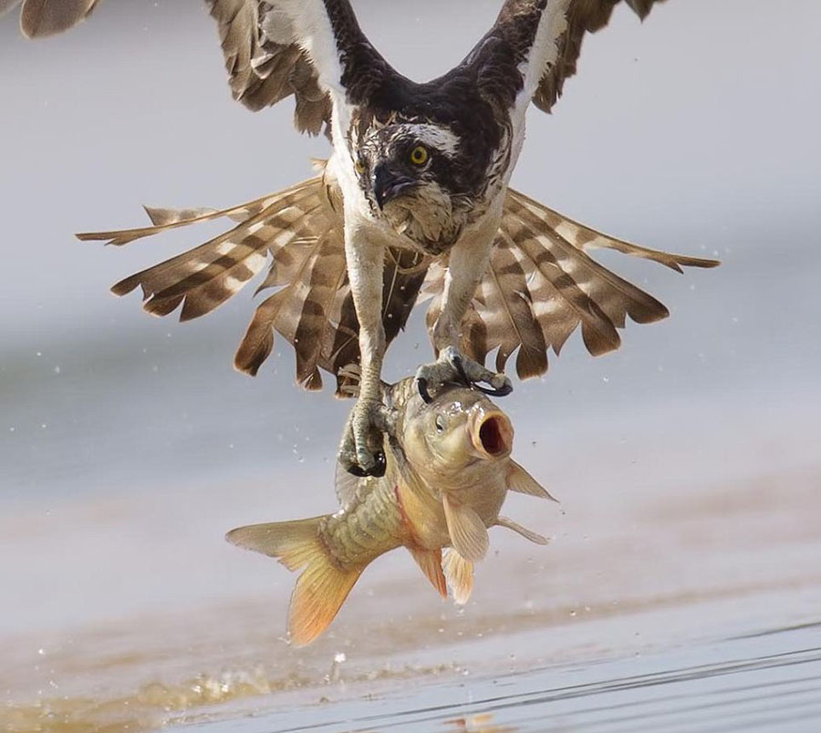 鲤鱼被捕获瞬间大张嘴巴神情惊讶