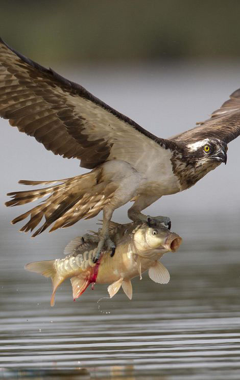 鲤鱼被捕获瞬间大张嘴巴神情惊讶