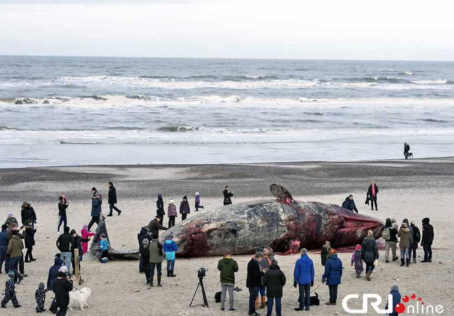 2只抹香鲸搁浅丹麦海滩被当场解剖(高清组图
