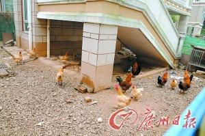 东莞东城区愉景花园一闲置别墅成为养鸡场
