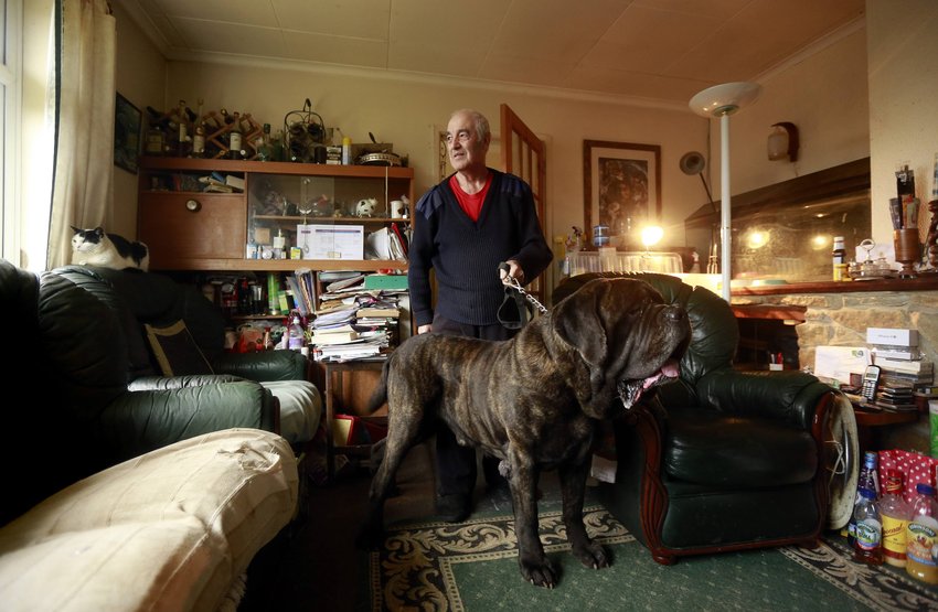 当地时间2014年2月14日，英国Moorland，半退休状态的70岁Rickie Haughton在屋内与英国马士提夫獒犬合影。这条狗是其在洪灾来袭时，最想优先救的。