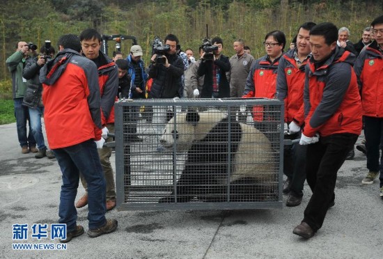 大熊猫'星徽''好好'离开中国保护大熊猫研究中心都江堰基地