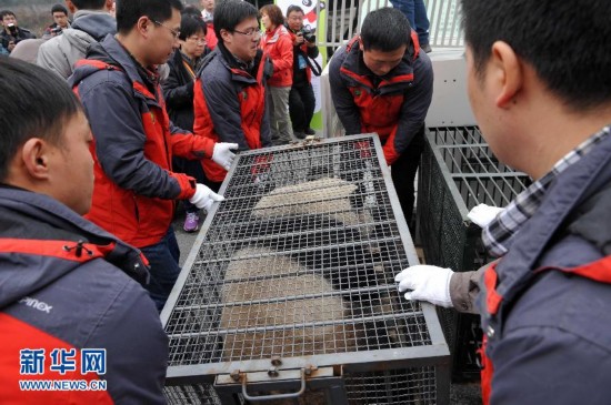 大熊猫'星徽''好好'离开中国保护大熊猫研究中心都江堰基地