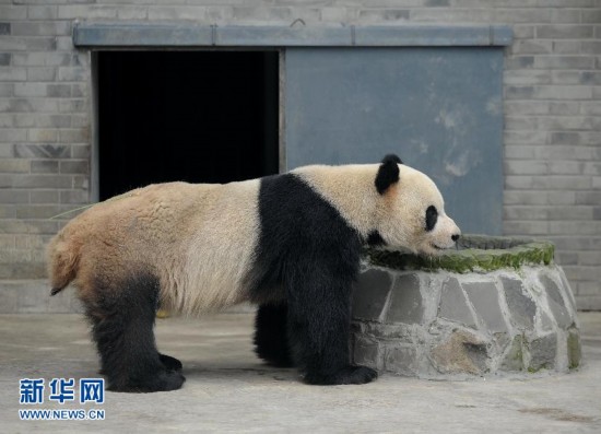 大熊猫'星徽''好好'离开中国保护大熊猫研究中心都江堰基地