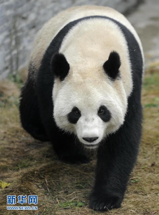 大熊猫'星徽''好好'离开中国保护大熊猫研究中心都江堰基地