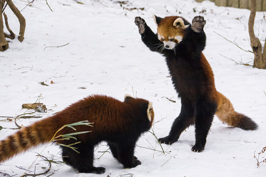 美动物园小熊猫雪中嬉闹打滚逗趣