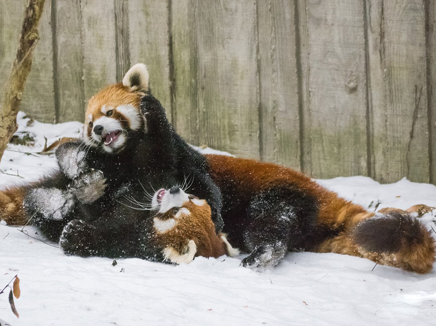 美动物园小熊猫雪中嬉闹打滚逗趣