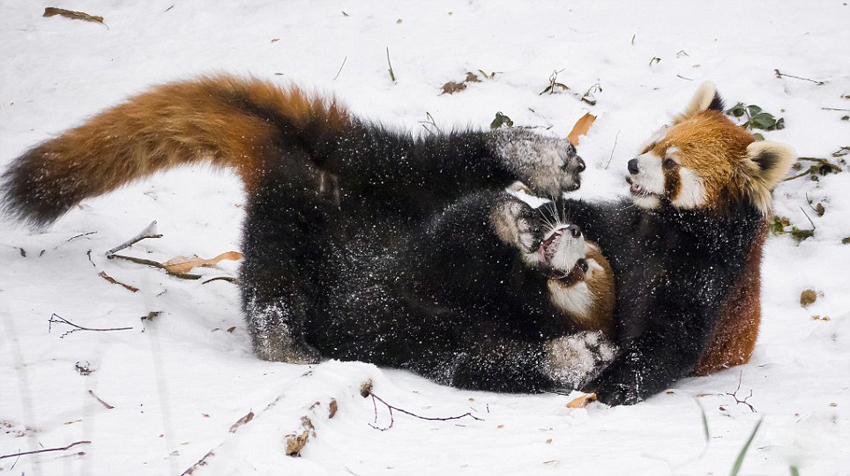 美动物园小熊猫雪中嬉闹打滚逗趣