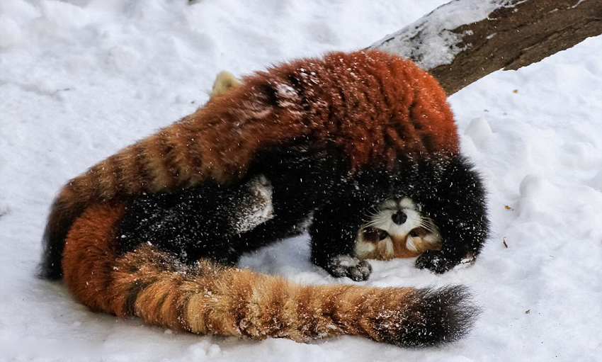 美动物园小熊猫雪中嬉闹打滚逗趣