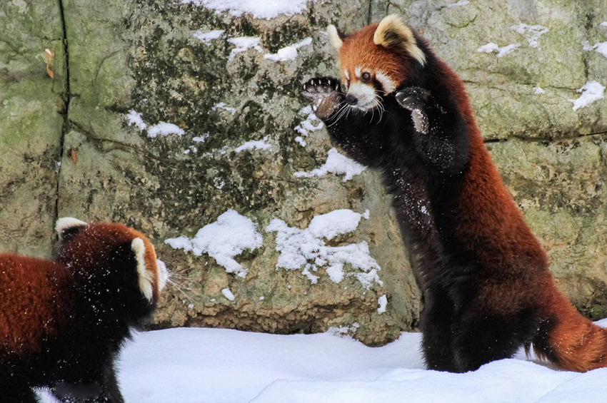 美动物园小熊猫雪中嬉闹打滚逗趣