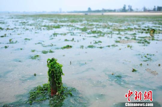 广西北海多处海滩遭海藻季节性侵袭