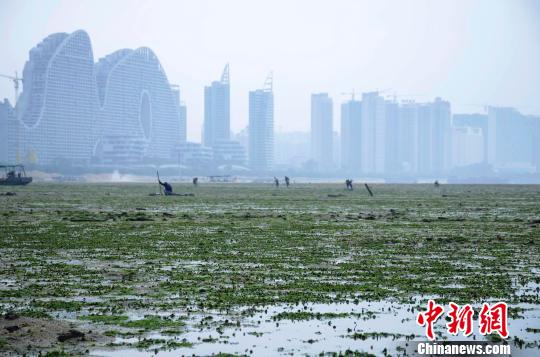 广西北海多处海滩遭海藻季节性侵袭