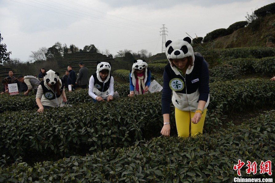 四川雅安采茶女穿“熊猫装”采天价“熊猫茶”