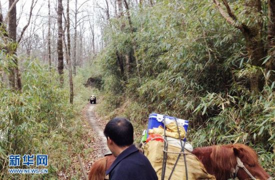 陕西佛坪野生大熊猫偶遇村民不惊慌