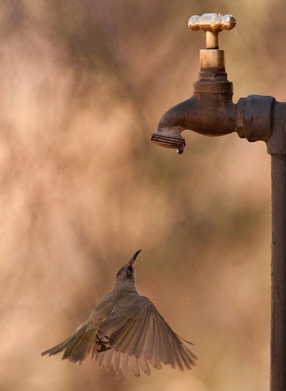 澳洲食蜜鸟水龙头下悬空 等待水滴解渴(组图)