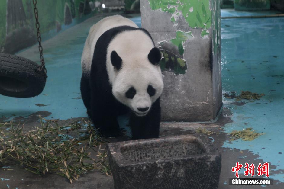 郑州动物园不具饲养条件 熊猫“龙昇”将被收回/图