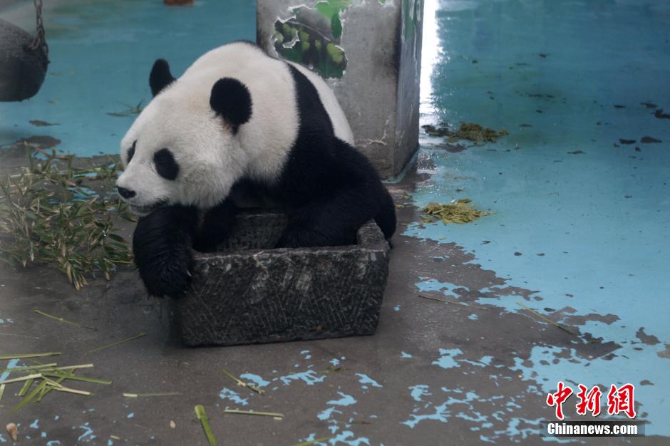 郑州动物园不具饲养条件 熊猫“龙昇”将被收回/图