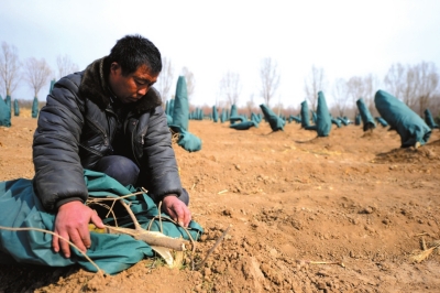 北京:两百树苗无故被毁经济损失达数十万