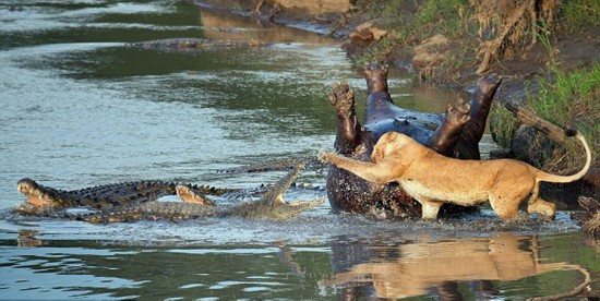 摄影师肯尼亚抓拍母狮与鳄鱼争食