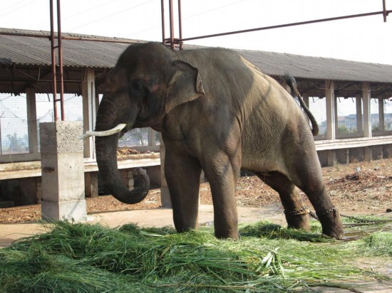 印度一寺庙内大象终日铁链缠身 受尽虐待