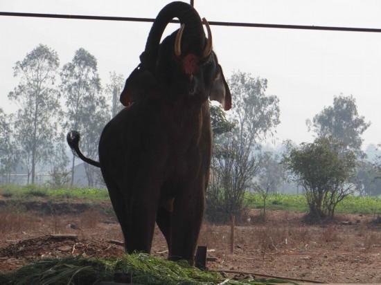 印度一寺庙内大象终日铁链缠身 受尽虐待
