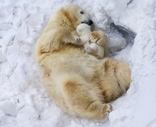 俄北极熊幼崽首秀怯场被妈妈叼出窝 获拥抱鼓励
