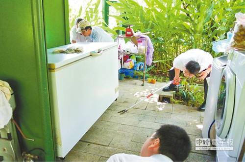 台湾鱼池乡现大量眼镜蛇 疑因民众大量放生所致