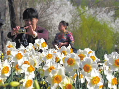 明天起北京进入4月鲜花最佳观赏月