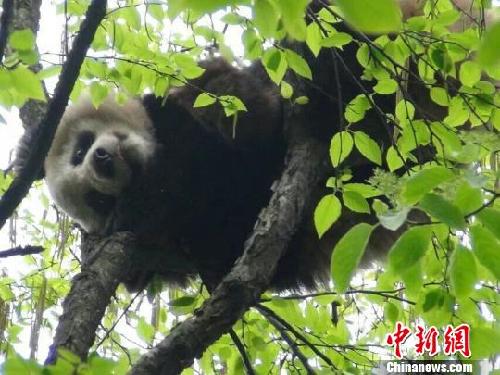 四川雅安蒙顶山发现野生大熊猫