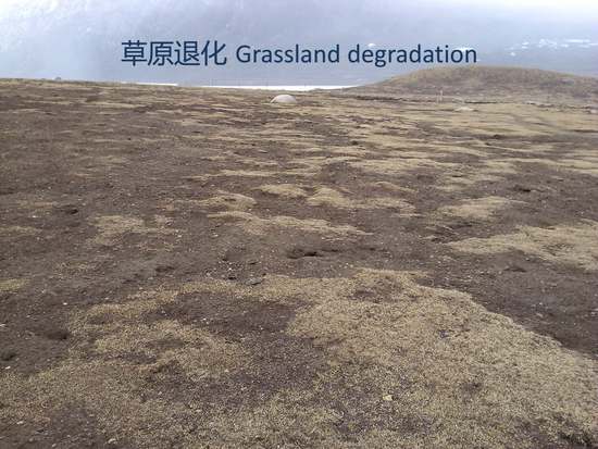 环保组织:三江源局部生态功能退化加剧