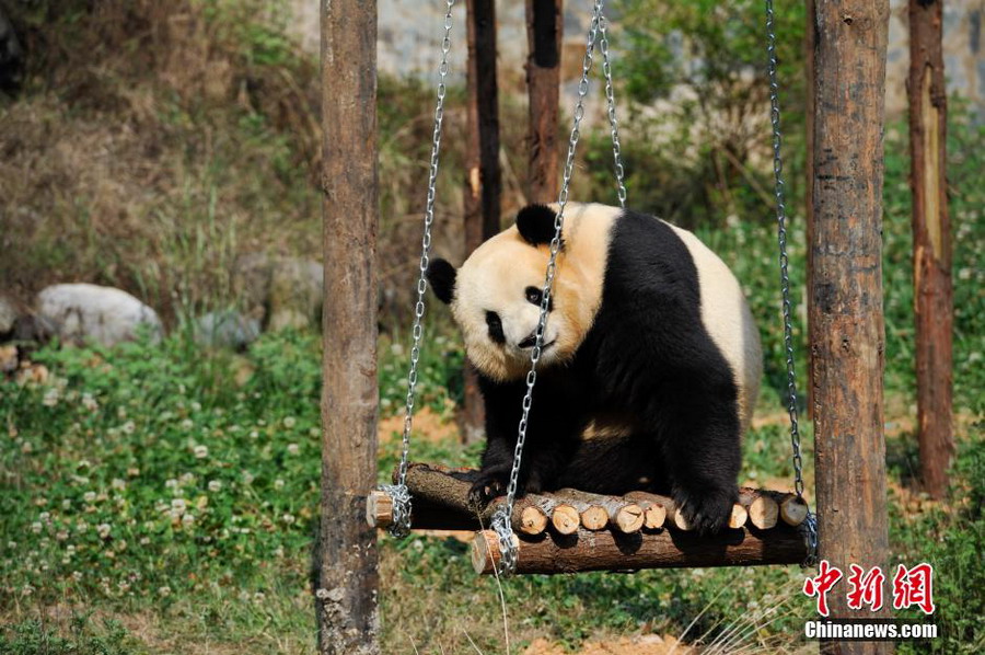 云南野生动物园为情绪低落熊猫装电视