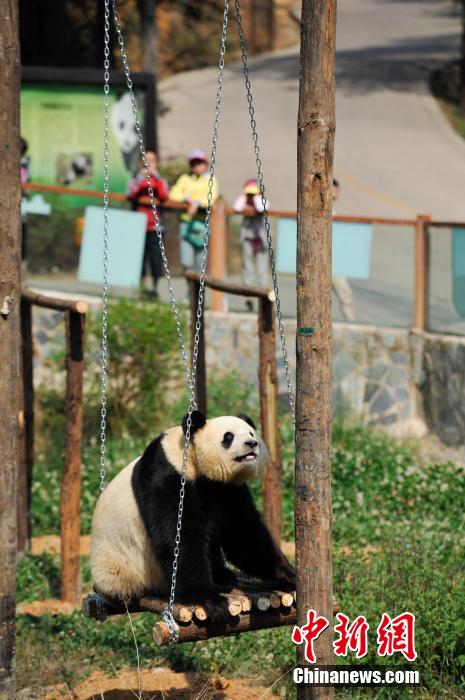 云南野生动物园为情绪低落熊猫装电视