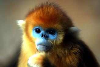 北京野生动物园今年第一只金丝猴出生