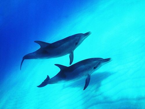 中国近海发现千只海豚嬉戏同行