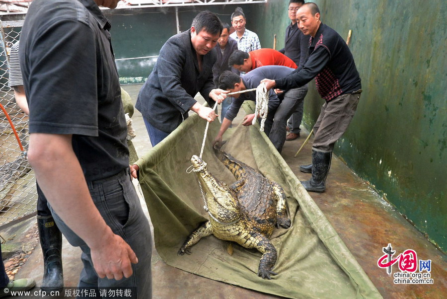 武汉：驯鳄师帮22条冬眠鳄鱼“搬家”[组图]
