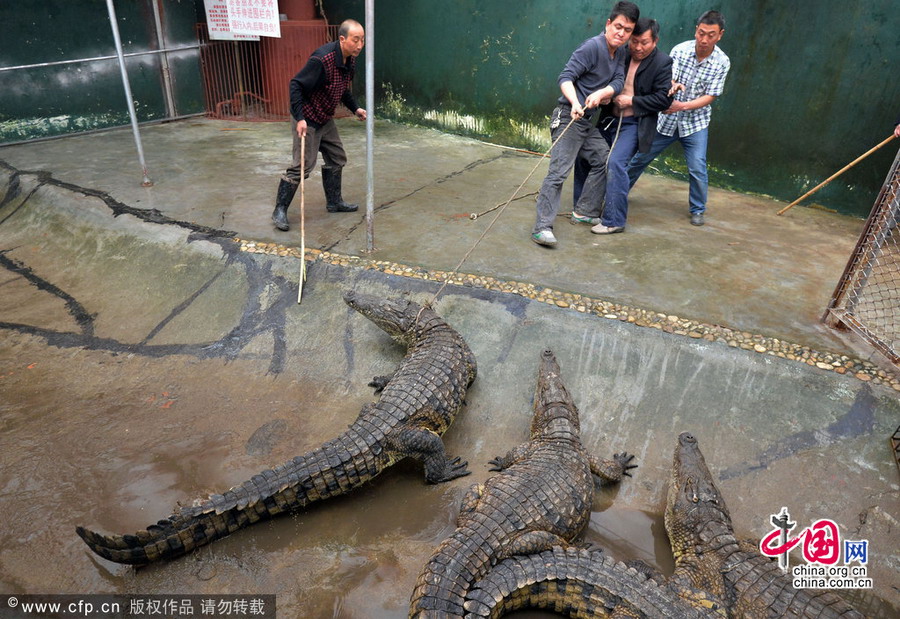 武汉：驯鳄师帮22条冬眠鳄鱼“搬家”[组图]