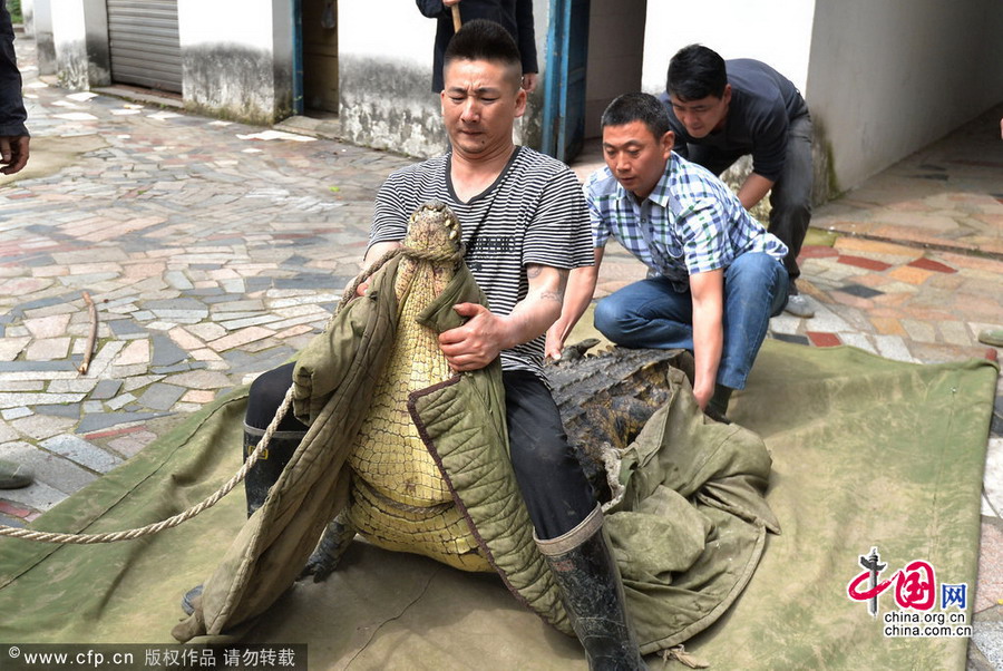 武汉：驯鳄师帮22条冬眠鳄鱼“搬家”[组图]