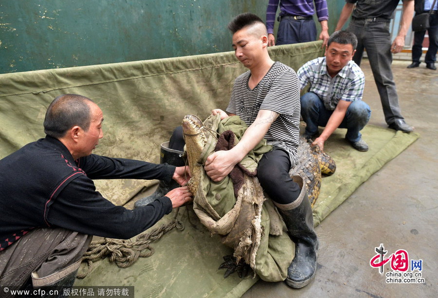 武汉:驯鳄师帮22条冬眠鳄鱼搬家[组图]_中国