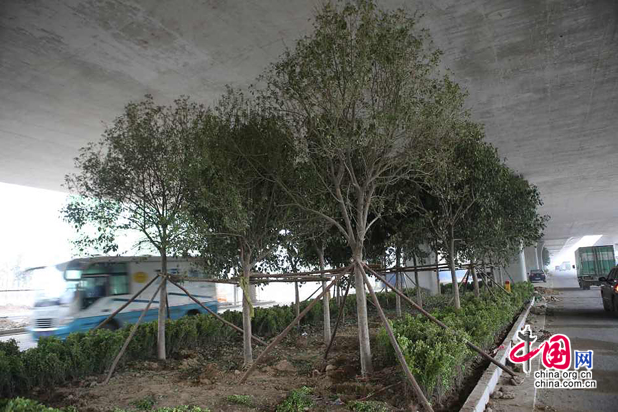 郑州园林局回应立交桥下栽树：树长得慢不会伤桥
