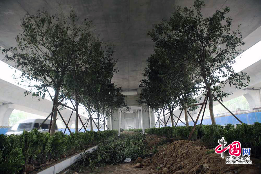 郑州园林局回应立交桥下栽树：树长得慢不会伤桥