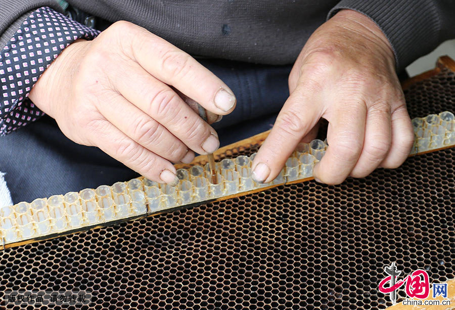 白天，蜜蜂在勞作，老兩口也不閑著，一直在刮著蜂王漿。