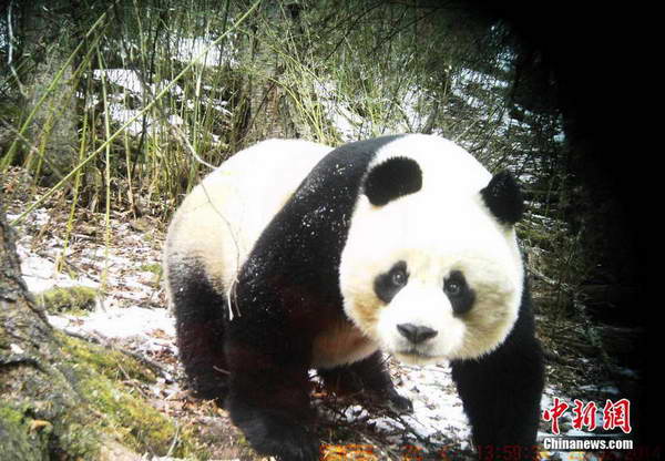 四川黄龙再次拍到野生大熊猫