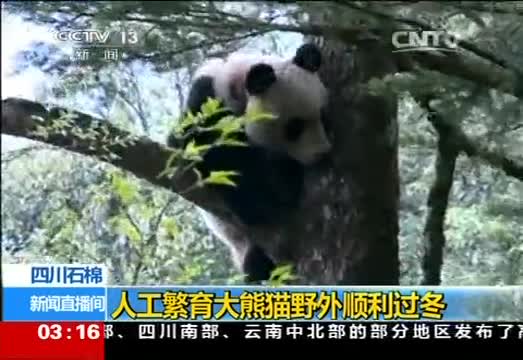 四川石棉：人工繁育大熊猫野外顺利过冬