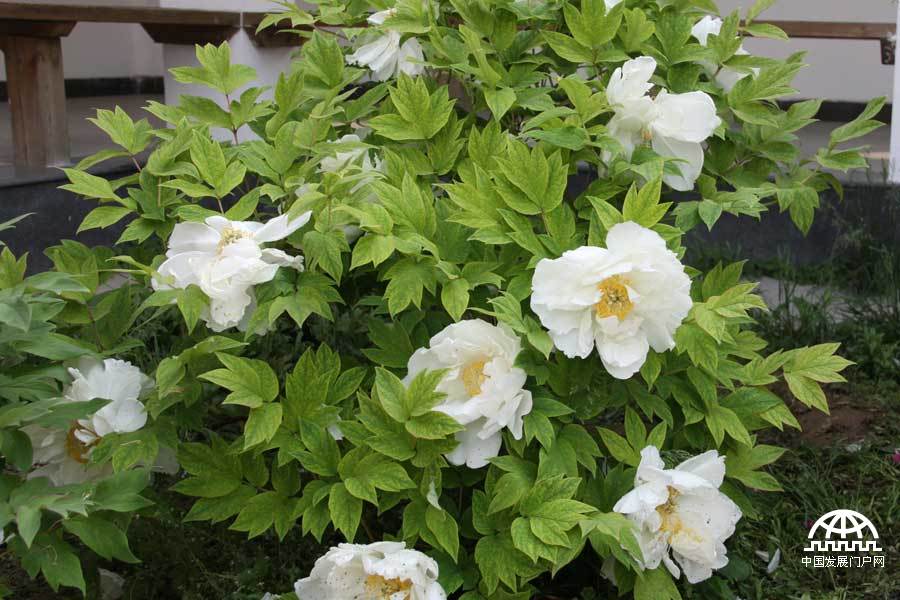 4月23日，以牡丹为主题的第三届中国科学院植物园“名园名花展”在北京植物园开展。时值暮春，植物园中牡丹盛放，华美妍丽。