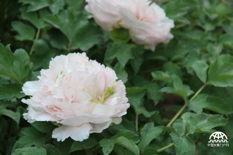 4月23日，以牡丹为主题的第三届中国科学院植物园“名园名花展”在北京植物园开展。时值暮春，植物园中牡丹盛放，华美妍丽。