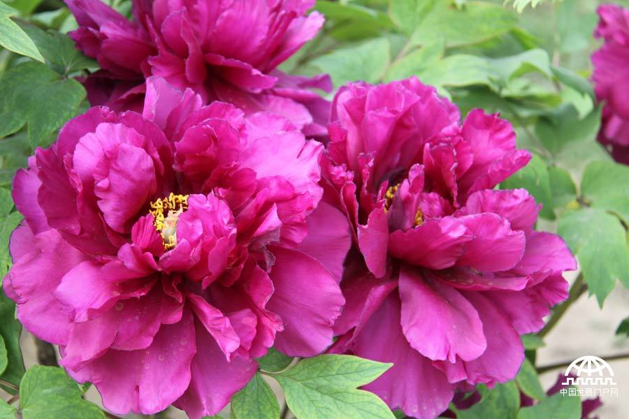 4月23日，以牡丹为主题的第三届中国科学院植物园“名园名花展”在北京植物园开展。时值暮春，植物园中牡丹盛放，华美妍丽。