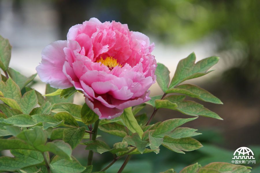 4月23日，以牡丹为主题的第三届中国科学院植物园“名园名花展”在北京植物园开展。时值暮春，植物园中牡丹盛放，华美妍丽。