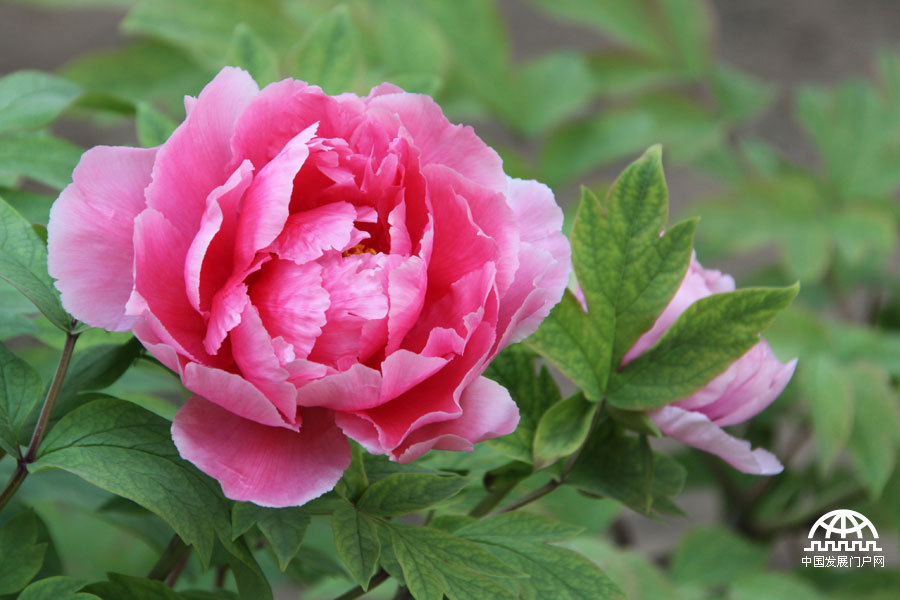 4月23日，以牡丹为主题的第三届中国科学院植物园“名园名花展”在北京植物园开展。时值暮春，植物园中牡丹盛放，华美妍丽。
