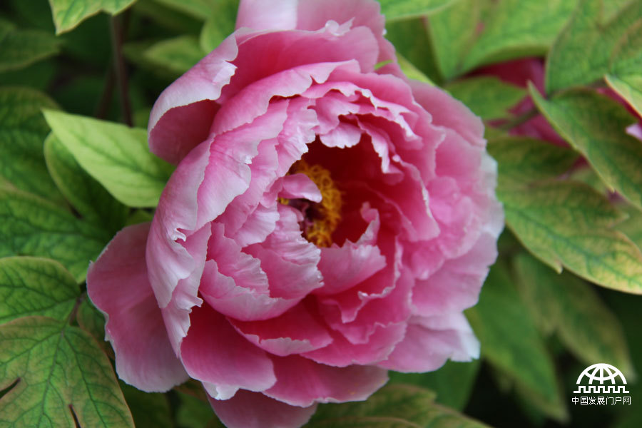 4月23日，以牡丹为主题的第三届中国科学院植物园“名园名花展”在北京植物园开展。时值暮春，植物园中牡丹盛放，华美妍丽。